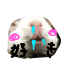 ラプと時々ゾイゾイ（個別スタンプ：9）