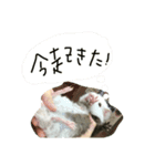 ラプと時々ゾイゾイ（個別スタンプ：14）