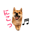 豆柴 にこちゃん（個別スタンプ：1）