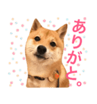 豆柴 にこちゃん（個別スタンプ：2）