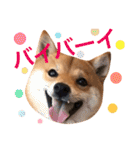 豆柴 にこちゃん（個別スタンプ：3）