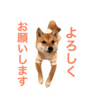 豆柴 にこちゃん（個別スタンプ：4）
