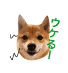 豆柴 にこちゃん（個別スタンプ：7）