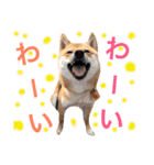 豆柴 にこちゃん（個別スタンプ：8）