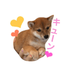 豆柴 にこちゃん（個別スタンプ：9）
