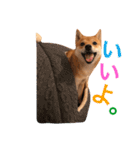 豆柴 にこちゃん（個別スタンプ：10）