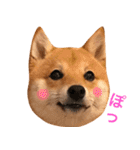 豆柴 にこちゃん（個別スタンプ：13）