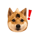 豆柴 にこちゃん（個別スタンプ：14）