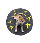 豆柴 にこちゃん（個別スタンプ：17）
