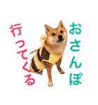 豆柴 にこちゃん（個別スタンプ：19）