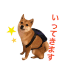 豆柴 にこちゃん（個別スタンプ：20）