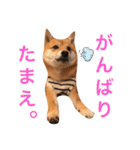 豆柴 にこちゃん（個別スタンプ：21）