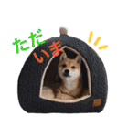 豆柴 にこちゃん（個別スタンプ：22）
