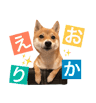 豆柴 にこちゃん（個別スタンプ：23）