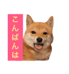 豆柴 にこちゃん（個別スタンプ：29）
