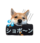 豆柴 にこちゃん（個別スタンプ：31）