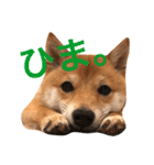豆柴 にこちゃん（個別スタンプ：32）