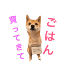 豆柴 にこちゃん（個別スタンプ：34）