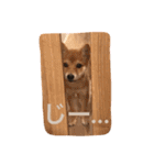豆柴 にこちゃん（個別スタンプ：36）