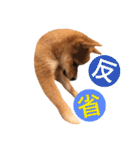 豆柴 にこちゃん（個別スタンプ：37）