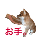 豆柴 にこちゃん（個別スタンプ：39）
