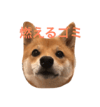 豆柴 にこちゃん（個別スタンプ：40）