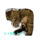 かわいいかわいい猫ちゃん（個別スタンプ：3）