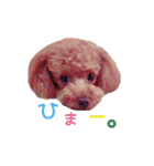 クロエ ちゃん（個別スタンプ：7）