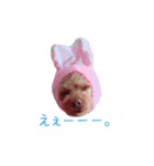 クロエ ちゃん（個別スタンプ：9）
