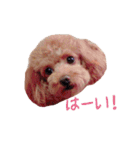 クロエ ちゃん（個別スタンプ：13）