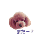 クロエ ちゃん（個別スタンプ：20）