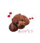 クロエ ちゃん（個別スタンプ：25）