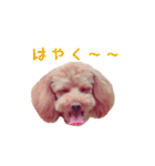 クロエ ちゃん（個別スタンプ：31）