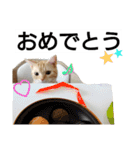 猫のあんずです④（個別スタンプ：1）