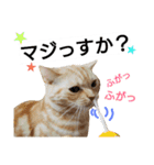 猫のあんずです④（個別スタンプ：4）