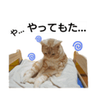 猫のあんずです④（個別スタンプ：6）