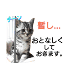 猫のあんずです④（個別スタンプ：7）