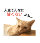 猫のあんずです④（個別スタンプ：12）