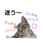 猫のあんずです④（個別スタンプ：13）