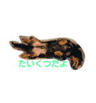 ミニチュアダックスのあずき（個別スタンプ：8）