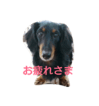 ミニチュアダックスのあずき（個別スタンプ：9）