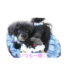 カーリービーポッシュ（個別スタンプ：6）