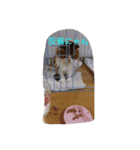 ジェイ君とドミン（個別スタンプ：2）