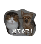 ジェイ君とドミン（個別スタンプ：4）