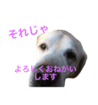 よく使う！ちょいウケ敬語スタンプ（個別スタンプ：11）