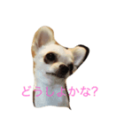 可愛いチワワのスナスタンプ！（個別スタンプ：3）