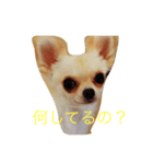 可愛いチワワのスナスタンプ！（個別スタンプ：5）