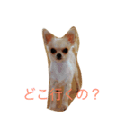 可愛いチワワのスナスタンプ！（個別スタンプ：6）