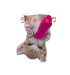 にゃんずのまいにち（個別スタンプ：1）