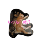 にゃんずのまいにち（個別スタンプ：4）